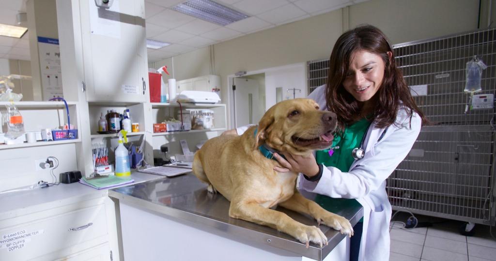 Veterinarian examining a dog on a table