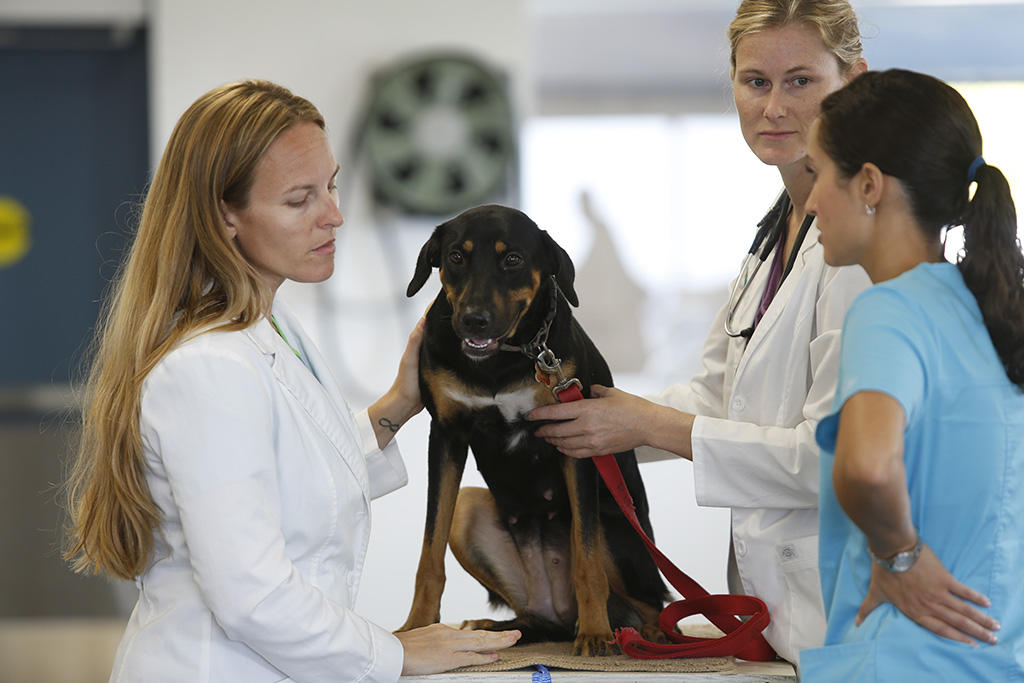 Three veterinarians assessing dog