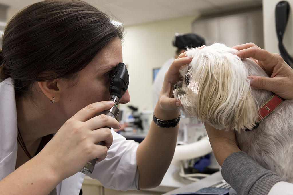 Veterinary checking dogs pupils