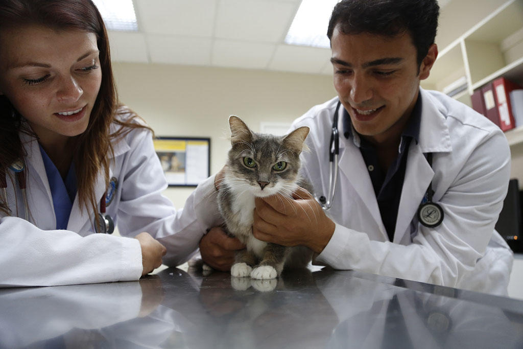 Two Ross Vet students holding a cat