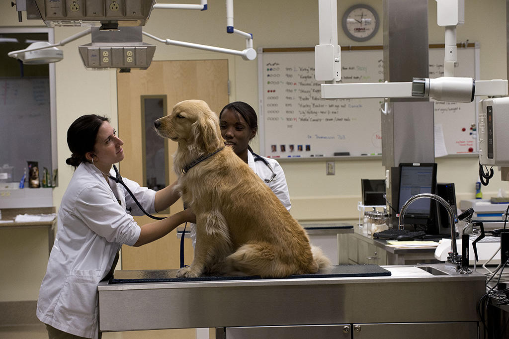 Two veterinarians assessing dog in clinic