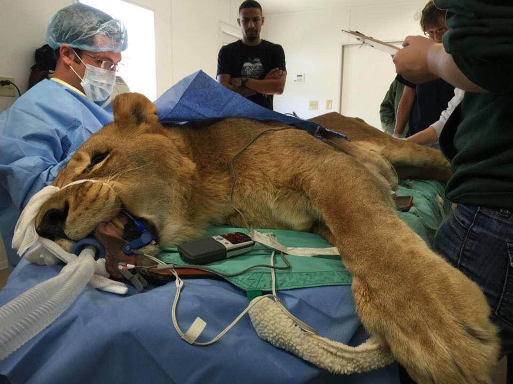 A group of veterinarians treating a lion on an exam table
