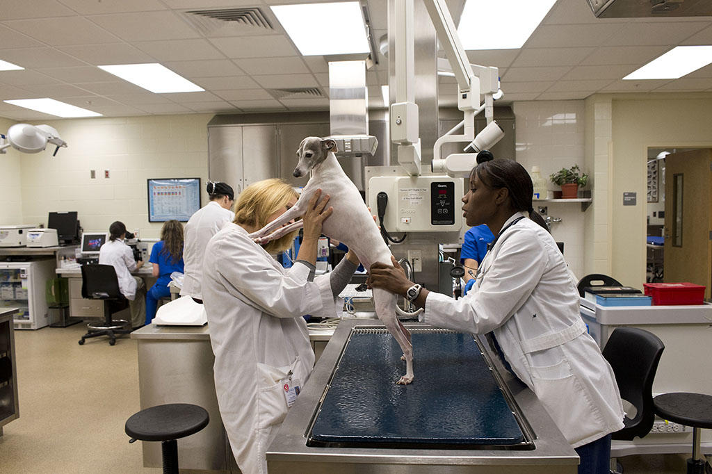 Two students examining a dog on a table in a large lab