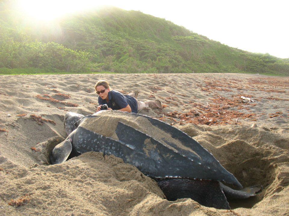 Student with giant turtle on the beach