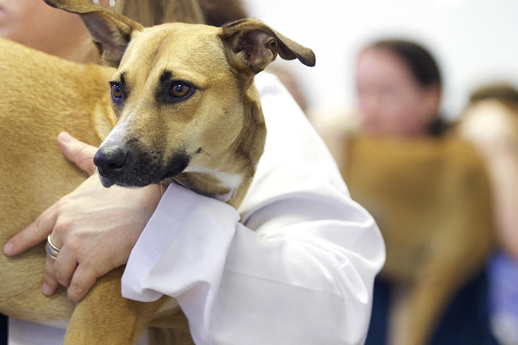 Light brown dog being held by a Ross Vet student