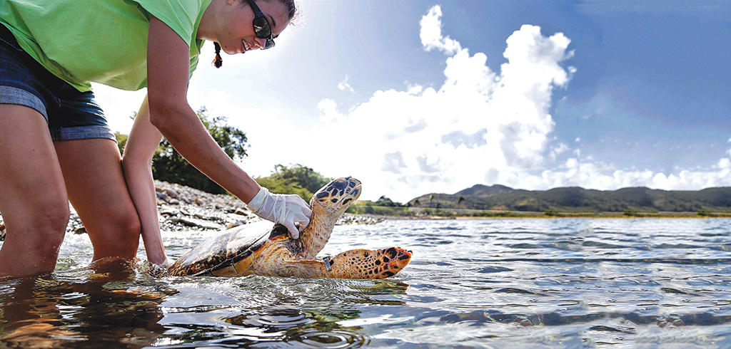 A student lifting a sea turtle from the water