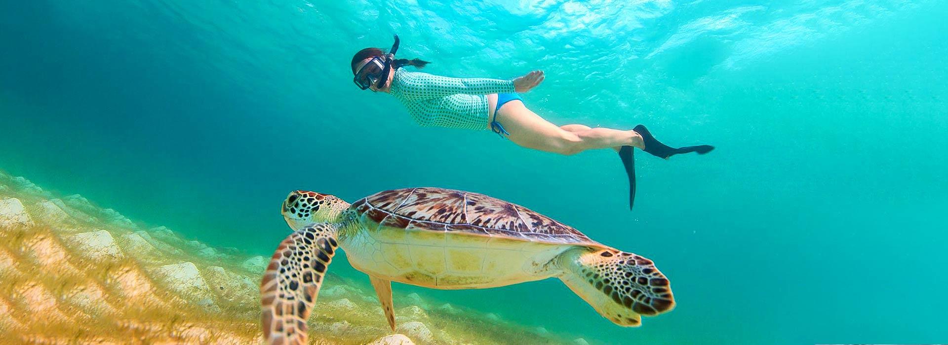 Students snorkeling with sea turtles on the island of St. Kitts