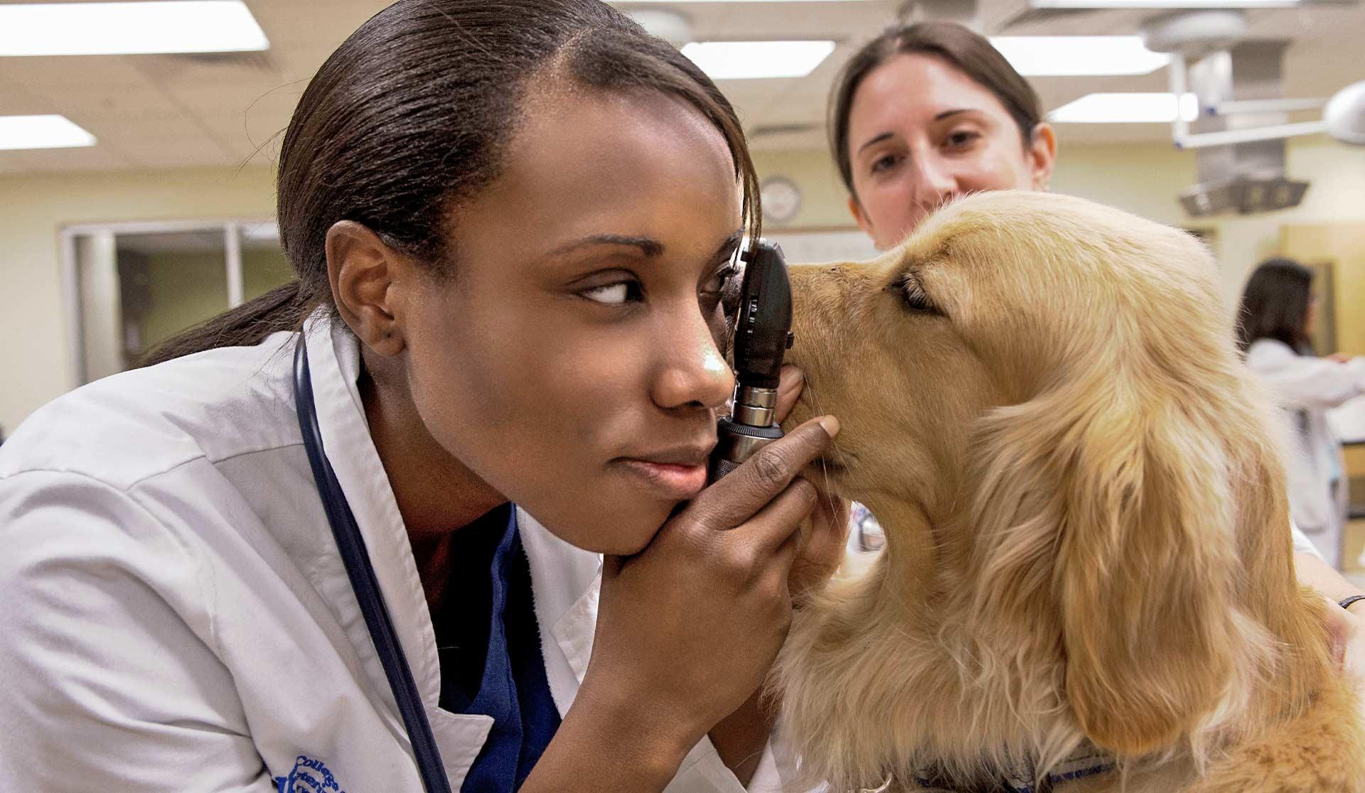 Veterinarian checking a dog's eyes