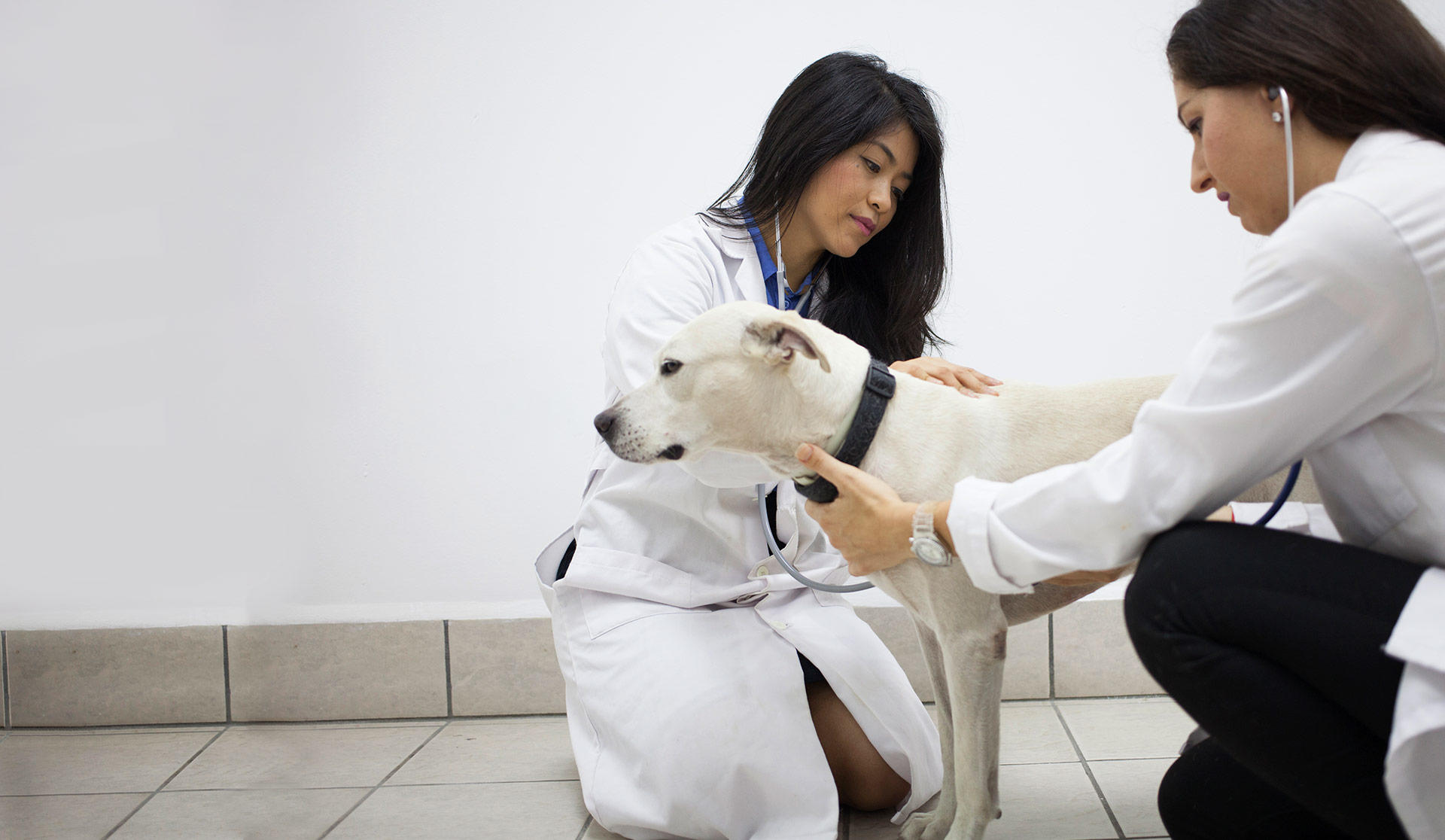 Two veterinarians providing dog a physical