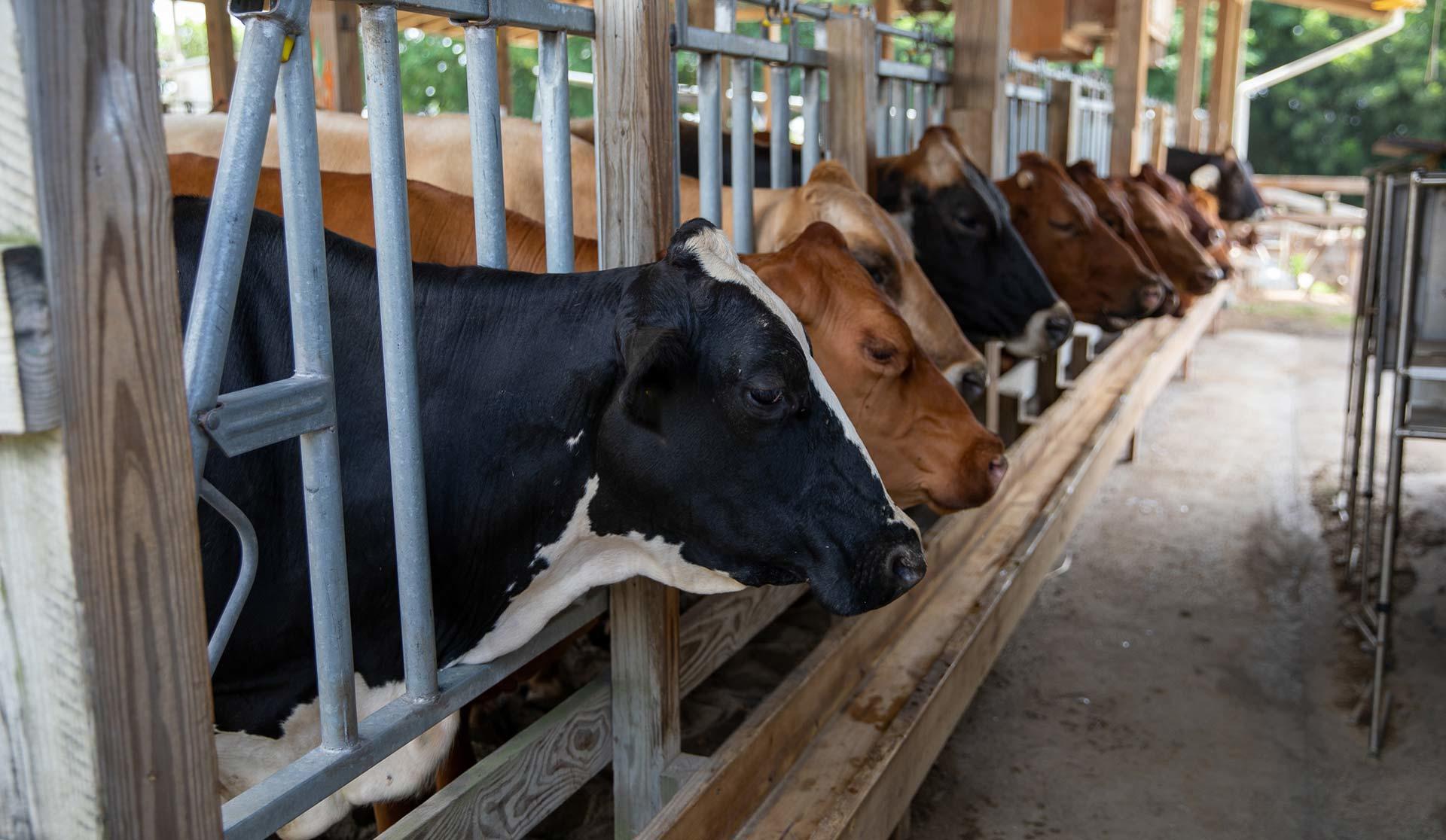 A herd of cows in their farm stalls