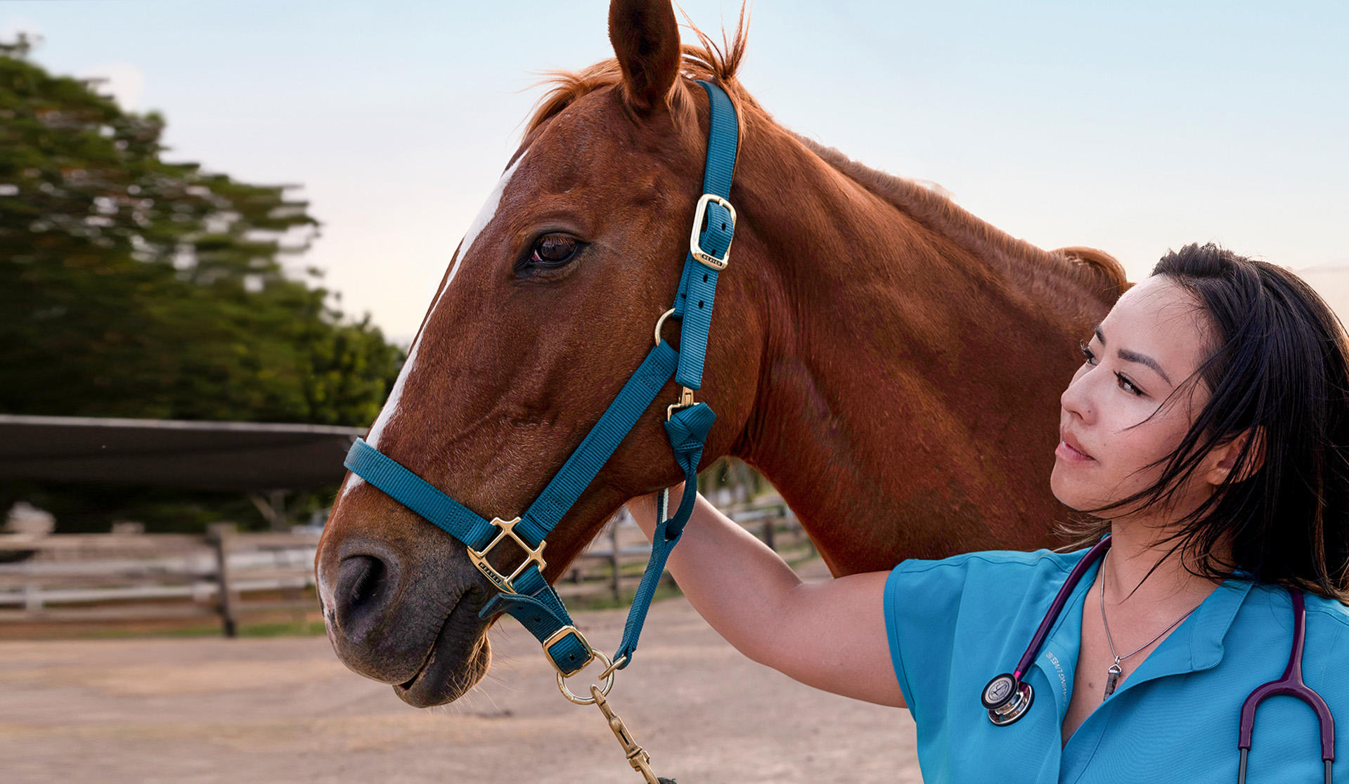 Ross University School of Veterinary - Home Hero Horse 2023