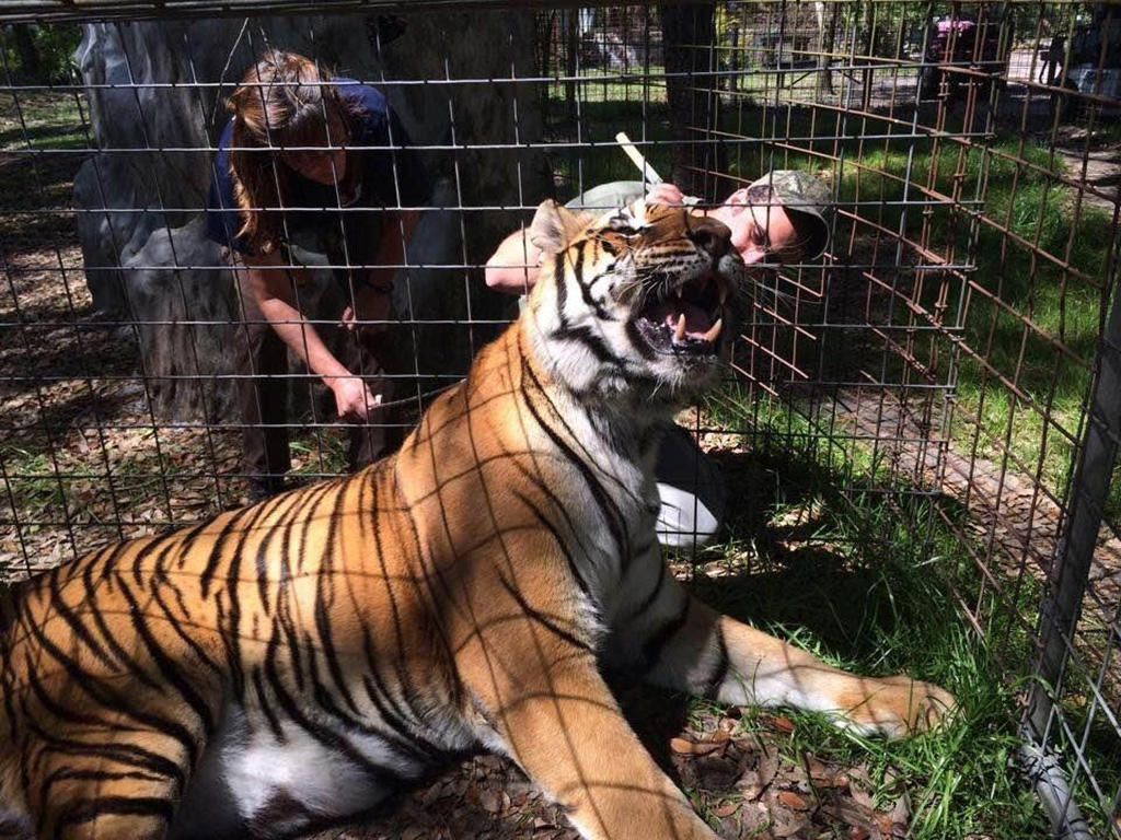 Two veterinarians examining a large tiger