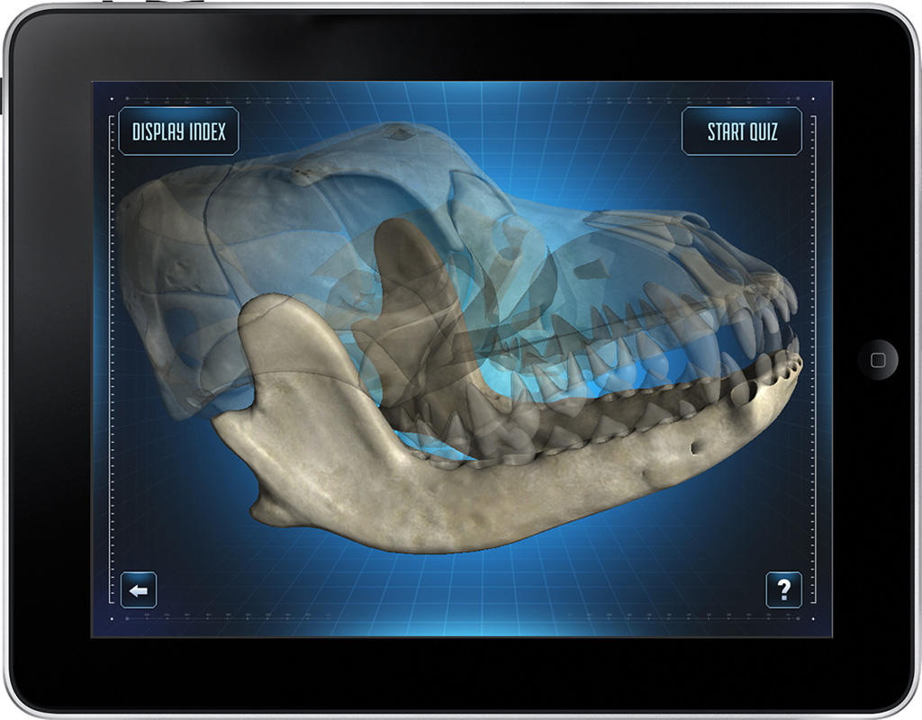 Screen shot of a computerized dog skull